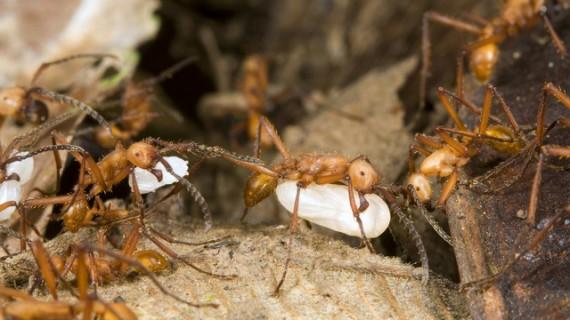 Kiến có thể tạo ra chế độ nô lệ với những con kiến khác