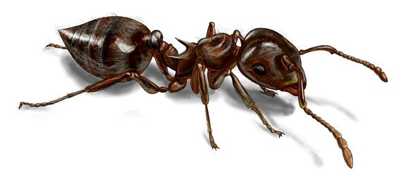 Kiến leo - Acrobat Ants